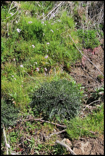 Cirsium palustre - cirse des marais  27901111943_65a27dd325
