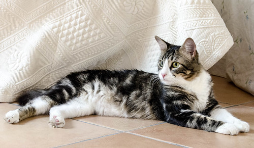 Peter, precioso y buenísimo gatito cruce con Bosque de Noruega esterilizado, nacido en Junio´15, en adopción. Valencia. ADOPTADO.  29287236673_5a4e73f579
