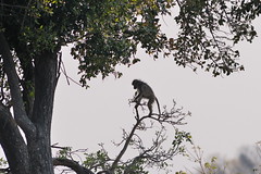 Baboons near Camp Okavango in Botwana-30 9-9-10