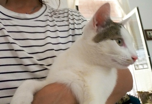 Nilo, gatito blanco con toques pardos súper bueno esterilizado, nacido en Marzo´16 en adopción. Valencia. ADOPTADO. 29415848501_88821e438d
