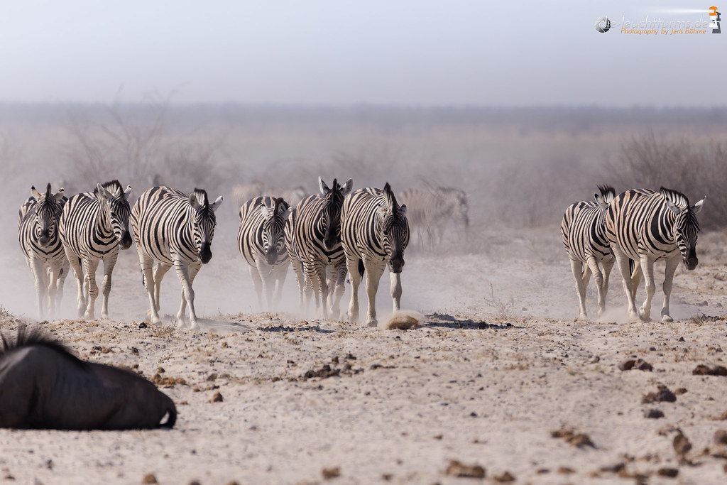 Plains zebras (Equus quagga)