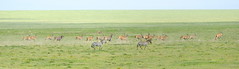 Eland on plains near Serengeti NP in Tanzania-07 1-18-12