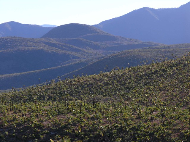 Mountains of Palms - Cerros de palmas; Región Mixteca, Oaxaca, Mexico