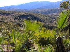 Palms - Palmas cerca de Guadalupe Hidalgo, Región Mixteca, Oaxaca, Mexico