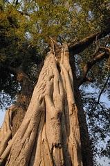 Strangler fig on Black Ebony tree near Camp Okavango in Botswana-04 9-9-10