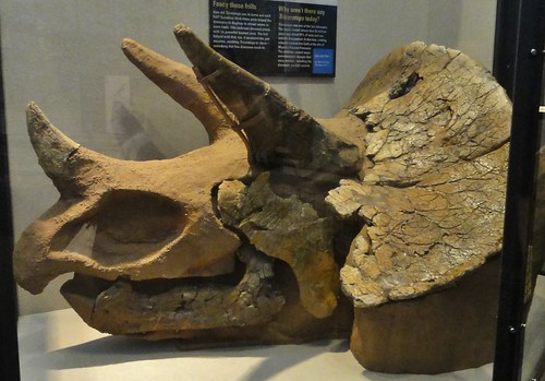 Image shows a triceratops skull in a glass case. 