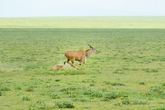 An Eland running on plains near Serengeti NP in Tanzania-10 1-18-12