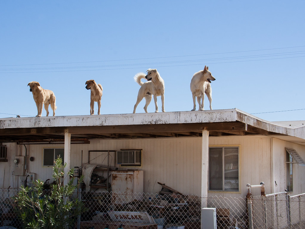 Dogs on a Roof | I dug this picture up because there is a 