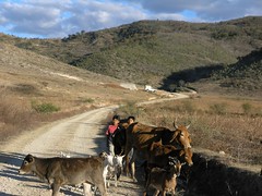 Boys and cattle on the road - Jovenes y ganado eb el camino entre Santa María Tataltepec y Yutanduchi de Guerrero, Región Mixteca, Oaxaca, Mexico