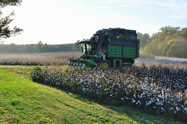 At Chippokes State Park in Virginia harvesting cotton