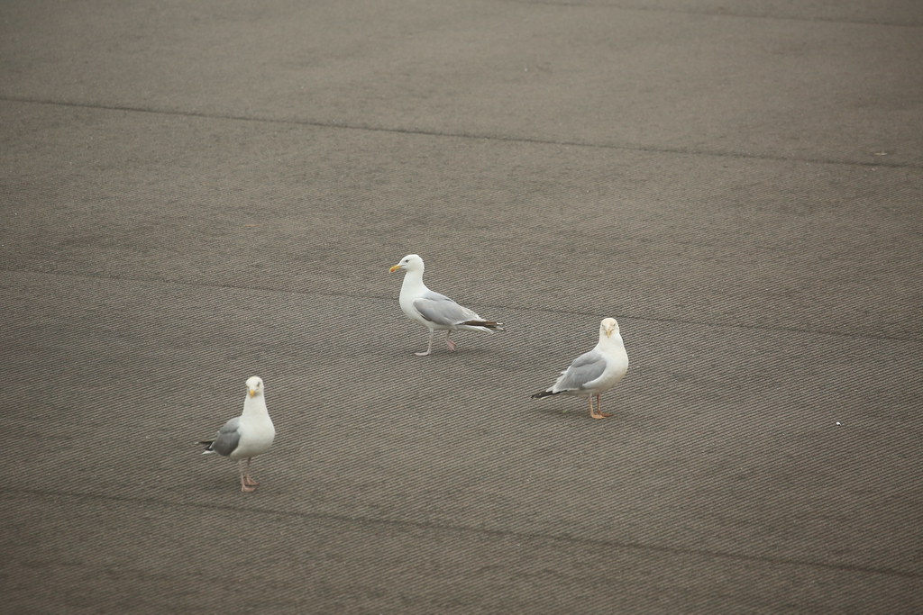 Seagulls on the ground