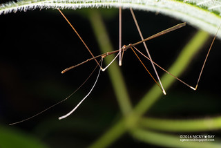 Thread-legged assassin bug (Gardena sp.) - DSC_0836