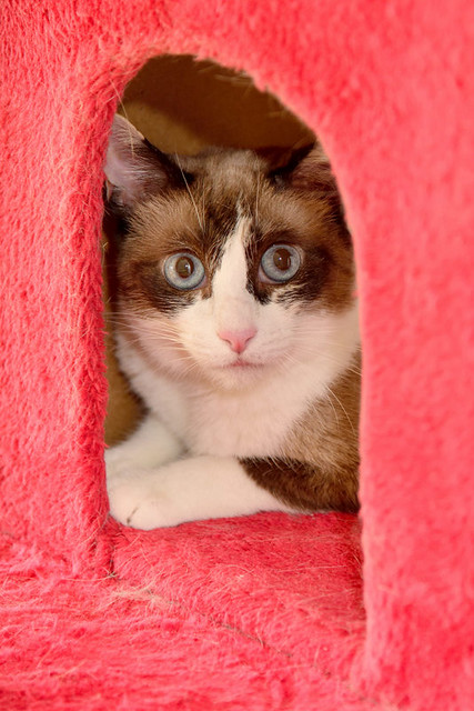 Ummi, gata Siamesa tricolor muy dulce y juguetona tímida nacida en 2013, en adopción. Valencia. ADOPTADA. 29353773524_d710eec8c8_z