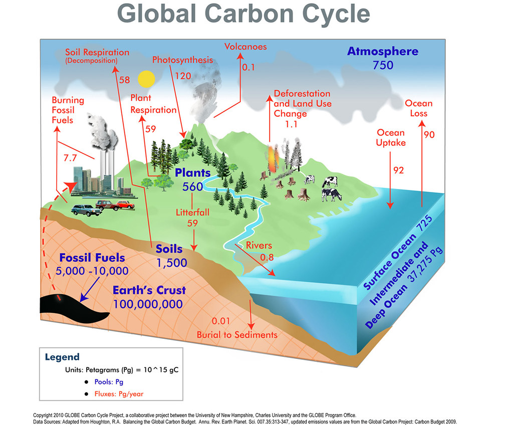 2a-a-forest-carbon-cycle