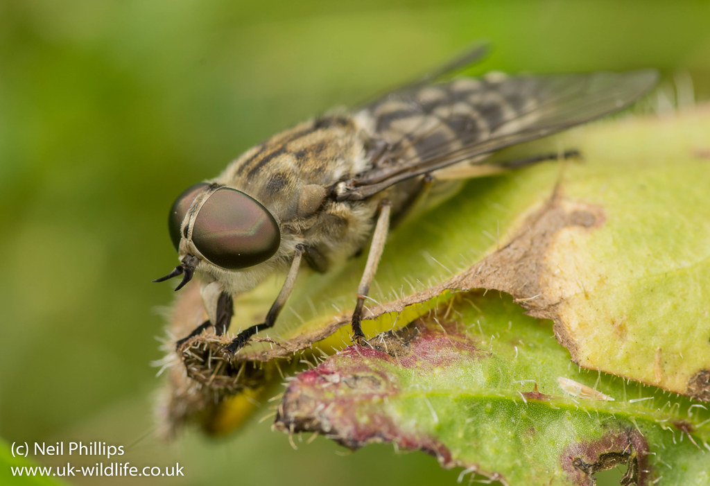 giant-horsefly-tabanus-sp-photos-of-aquatic-larvae-here-flickr