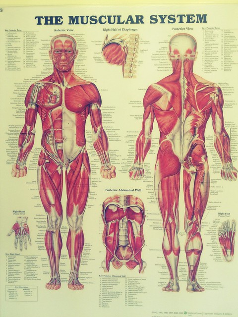 Female Human Muscles Diagram Muscles Female Poster