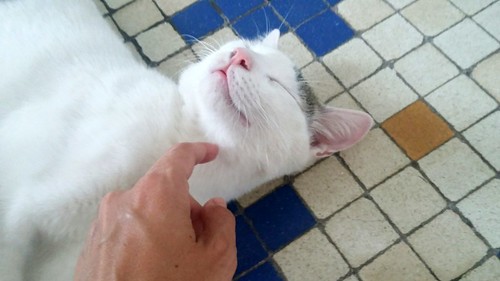 Nilo, gatito blanco con toques pardos súper bueno esterilizado, nacido en Marzo´16 en adopción. Valencia. ADOPTADO. 29461652676_72db68c6a5