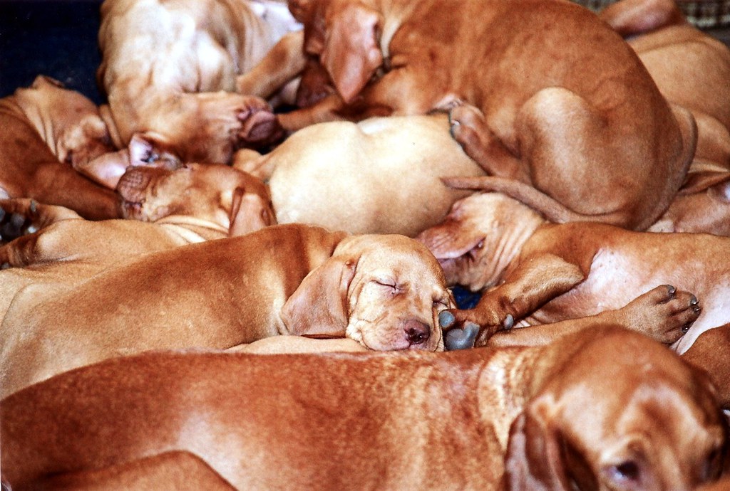 13 Things You Might Not Know About Vizslas The Dog People By Rover Com