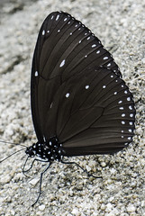 Butterfly, Ba Bể National Park