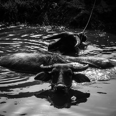 Water Buffaloes, Ba Bể National Park