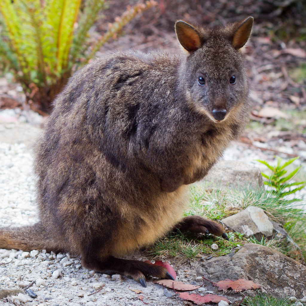 Tasmanian pademelon - Alchetron, The Free Social Encyclopedia