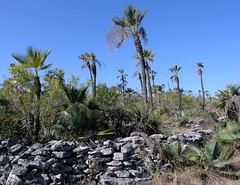 Area of prehispanic ruins - área grande de ruinas prehispánicos cerca de Llano de Avispas, al norte de Santa María Taltaltepec, Distrito de Nochixtlán, Región Mixteca, Oaxaca, Mexico