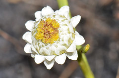 Asteraceae - Myriocephalus helichrysoides