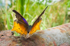 Butterfly Ready for Take Off, Ba Bể National Park