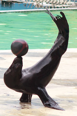 Sea Lion Ball Balancing Act