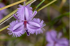Asparagaceae -Thysanotus