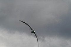 Northern Royal Albatross (Diomedea sanfordi)