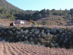 Siembra de Agave - Agave cultivation; San Pedro Teozacoalco, cerca de Yutanduchi de Guerrero, Distrito de Nochixtlán, Región Mixteca, Oaxaca, Mexico