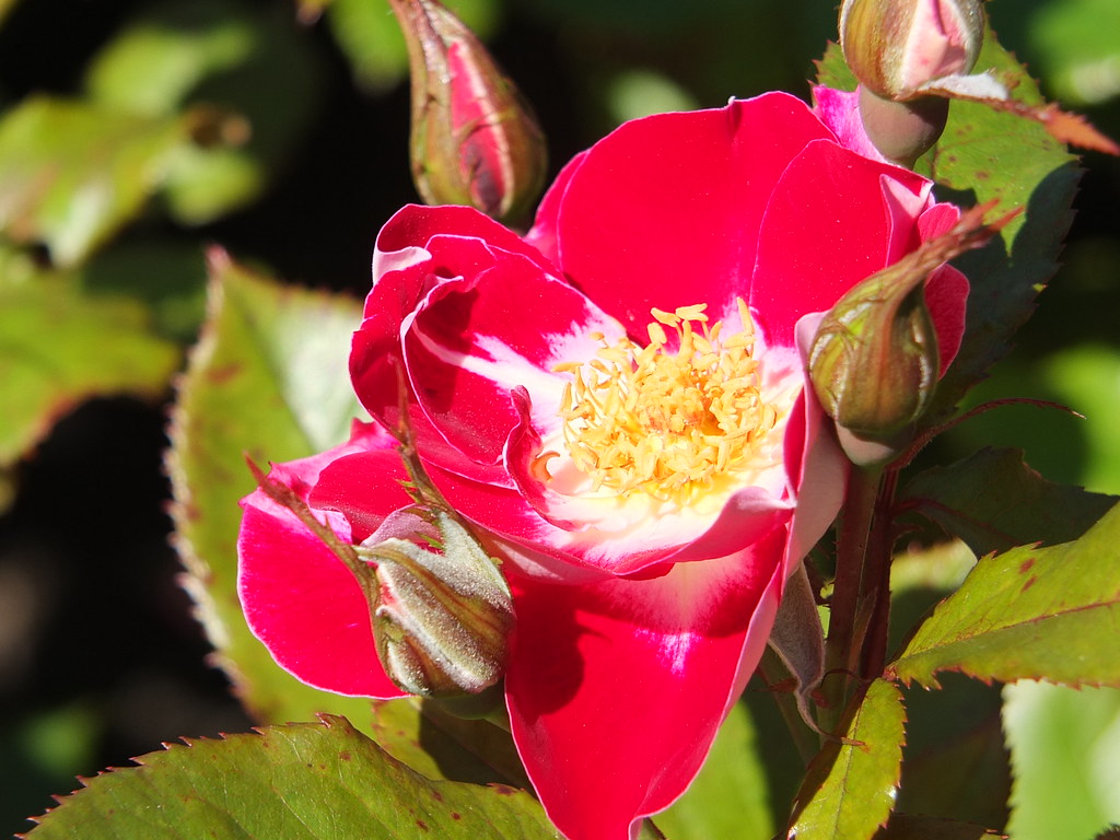 Old Master Rose_0001.jpg | Lady Norwood Rose Gardens | Flickr