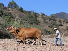 Hombre arrando con yunta - Man plowing with oxen; cerca de Zoogocho, Districto Villa Alta, Región Sierra Juárez, Oaxaca, Mexico
