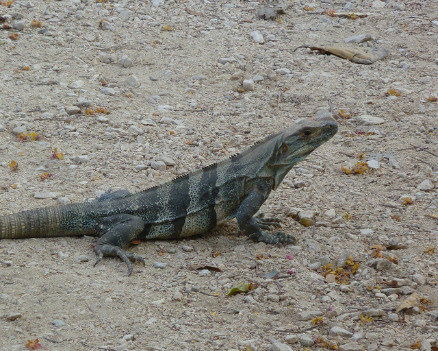 Iguana on Road at Barra Honda National Park