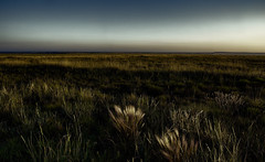 Blue Hour in the Grasslands