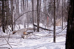Winter Logging 02