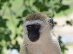 Vervet monkey at Tarangire National Park, Tanzania