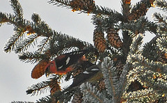 01202013 253a White-winged Crossbills male & female