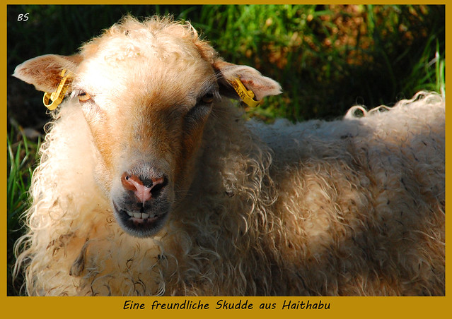 Skudden - die kleinen Schafe der Wikinger / Haithabu, September 2016 ... Fotos und Collagen: Brigitte Stolle