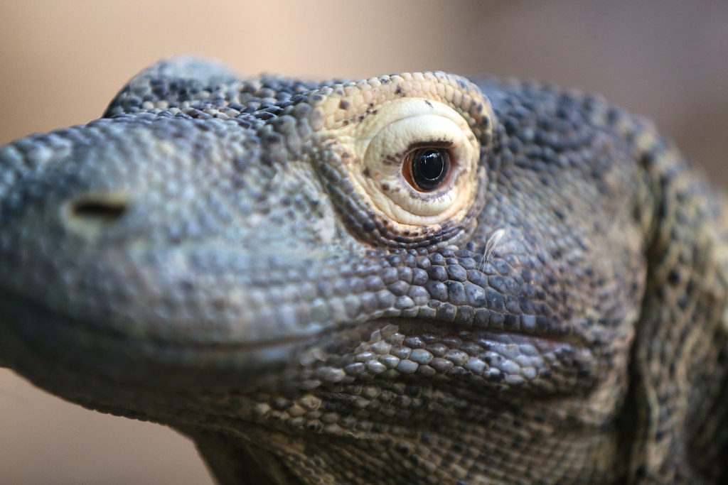 Komodo Dragon Eye | All of my images are under protection of… | Flickr