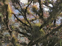 Forest full of Bromeliads - Bosque lleno de Bromelias; entre San Juan Tabaá y Villa Alta,  Región Sierra Juárez, Oaxaca, Mexico