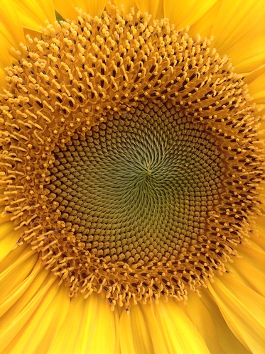 fibonnaci sunflower
