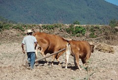 Arrando con yunta - plowing with oxen; cerca de Zoogocho, Districto Villa Alta, Oaxaca, Mexico