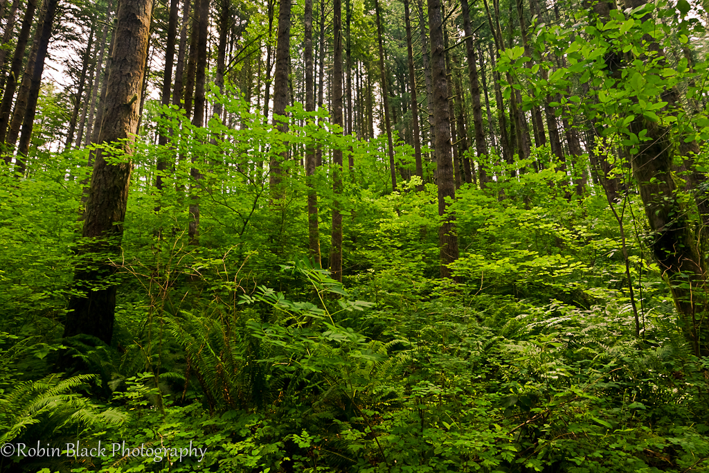 Green (Moulton Falls Trail, WA) | Robin Black | Flickr