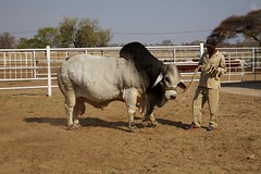 Brahma Bull and Handler