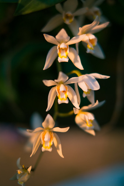 White orchids in sunset light