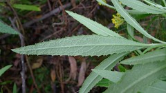 Fireweed Groundsel leaf
