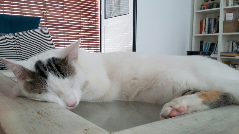 Nilo, gatito blanco con toques pardos súper bueno esterilizado, nacido en Marzo´16 en adopción. Valencia. ADOPTADO. 29415849321_1f9b40f498_b