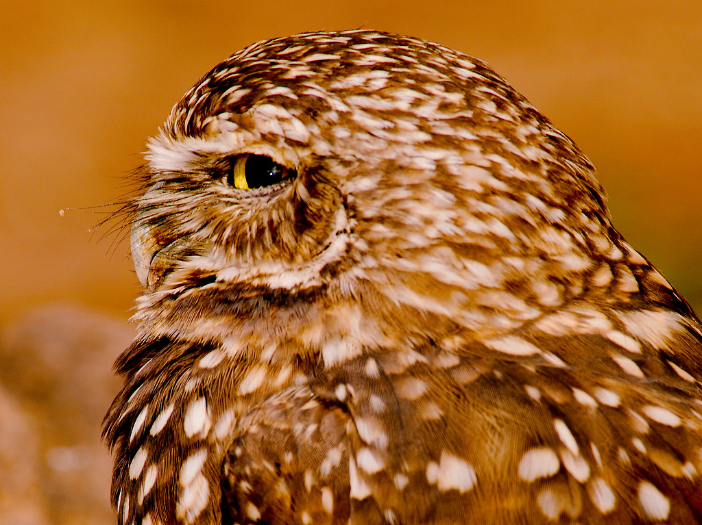 Burrowing Owl (Athene cunicularia)_1